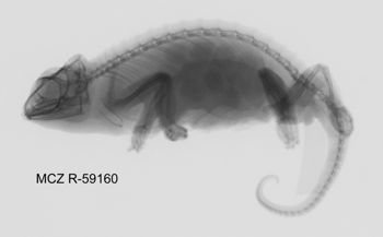 Media type: image; Herpetology R-59160